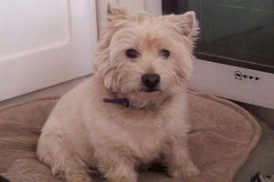 West Highland Terrier